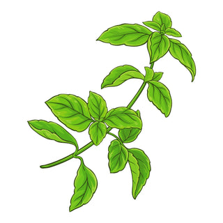 Discover the Refreshing Basil Scent in Perfume