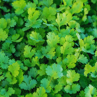 What Does Coriander Smell Like?