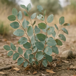 Eucalyptus