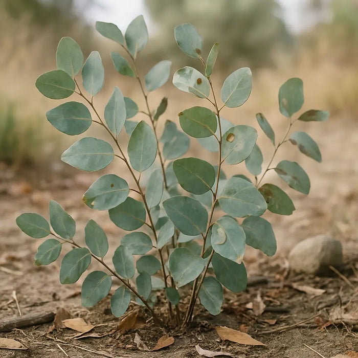 
  
    Eucalyptus
  
