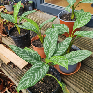 Houseplant Week