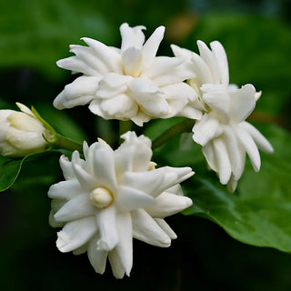 What Does Jasmine Sambac Smell Like?