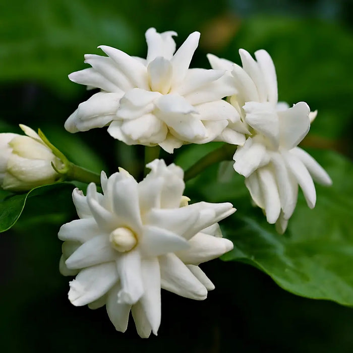 
  
    What Does Jasmine Sambac Smell Like?
  
