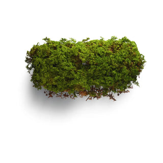 What Does Moss Smell Like?