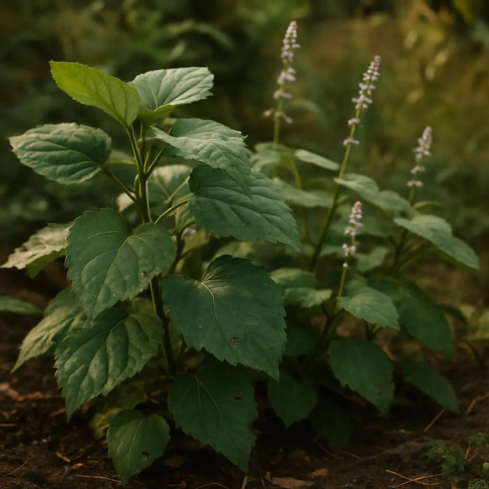 
  
    Patchouli
  
