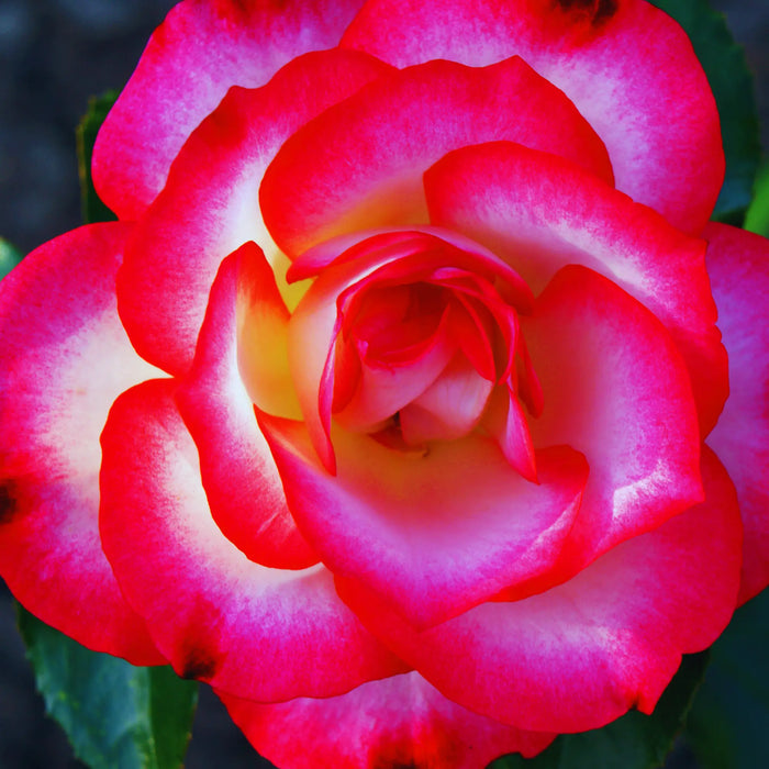 
  
    rose in perfumery
  
