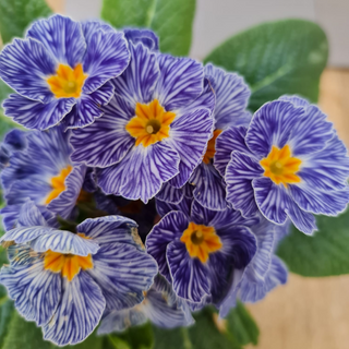 Spring Scents and Recommendations