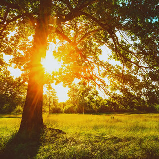 Discover the Best Summer Fragrance Notes