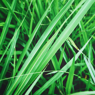 What Does Vetiver Smell Like?