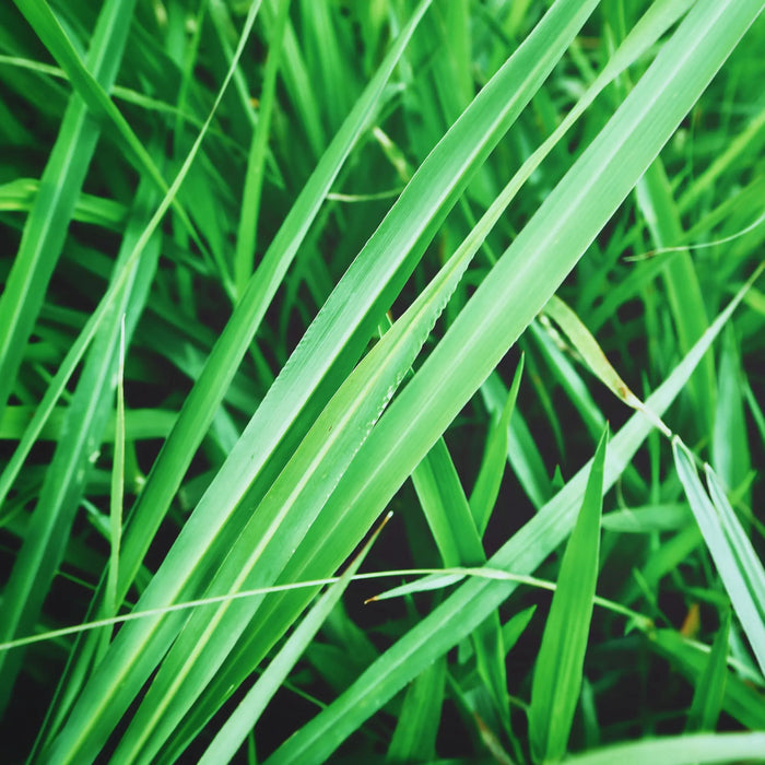 
  
    What Does Vetiver Smell Like?
  
