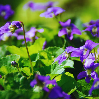 Violet Leaves