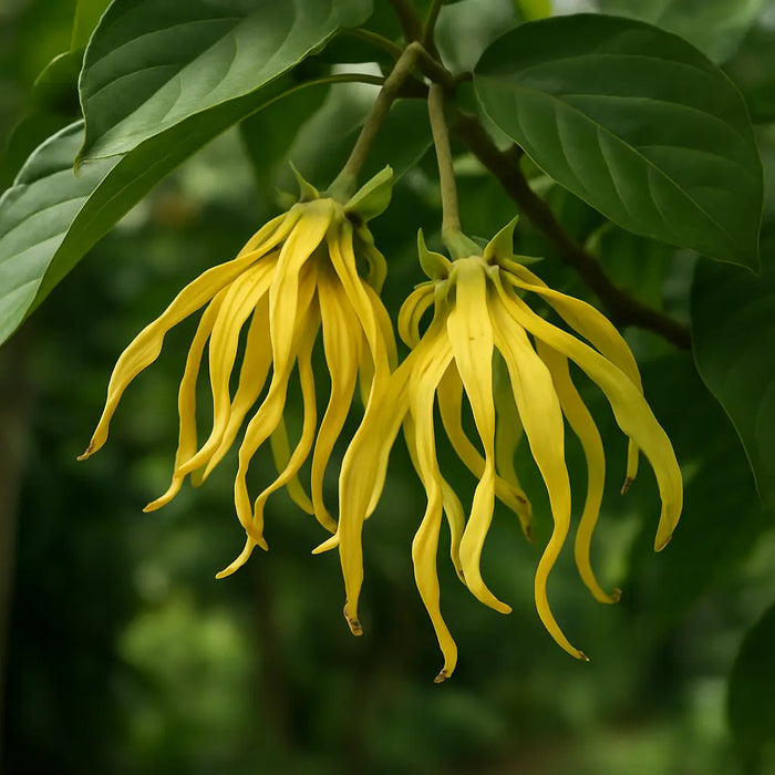 
  
    Ylang ylang
  
