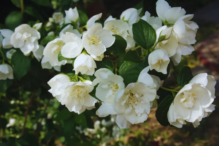 
  
    Spring Cleaning: A Full Sensory Checklist
  
