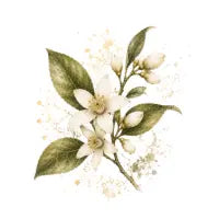 Orange Blossom