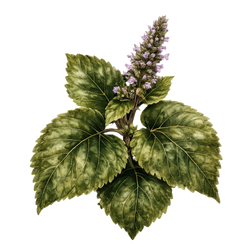 Patchouli