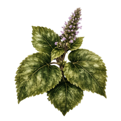 Patchouli