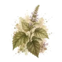 Patchouli