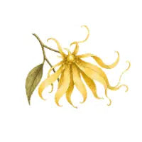 Ylang-ylang