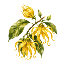 Ylang-ylang